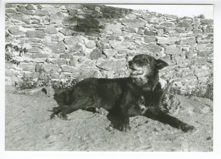 photographie du chien Niska, couché