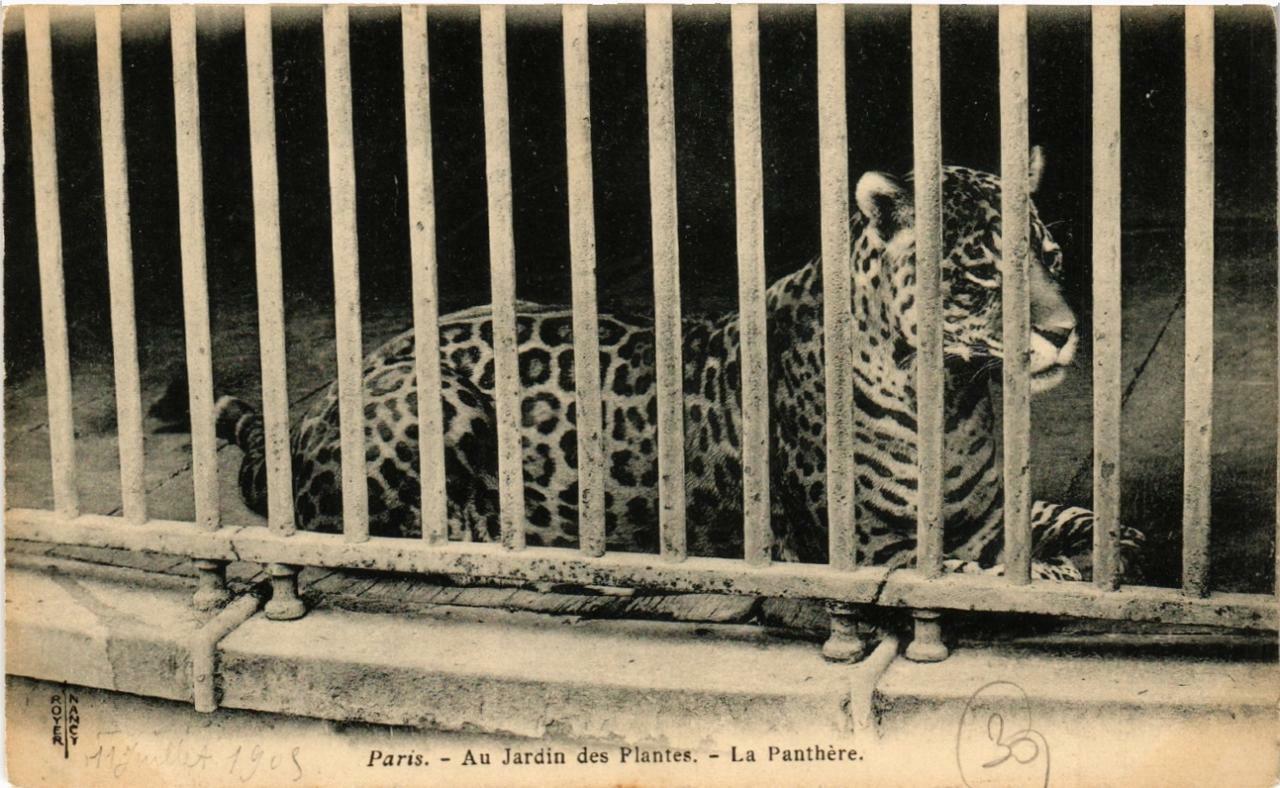 Panthère du Jardin des plantes, image d'archives