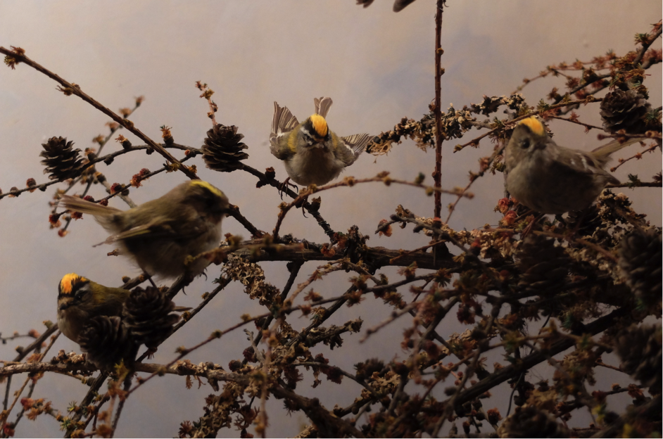 Diorama avec des oiseaux 10