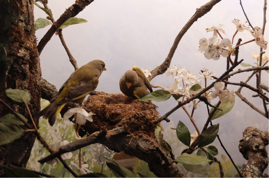 Diorama avec des oiseaux 2