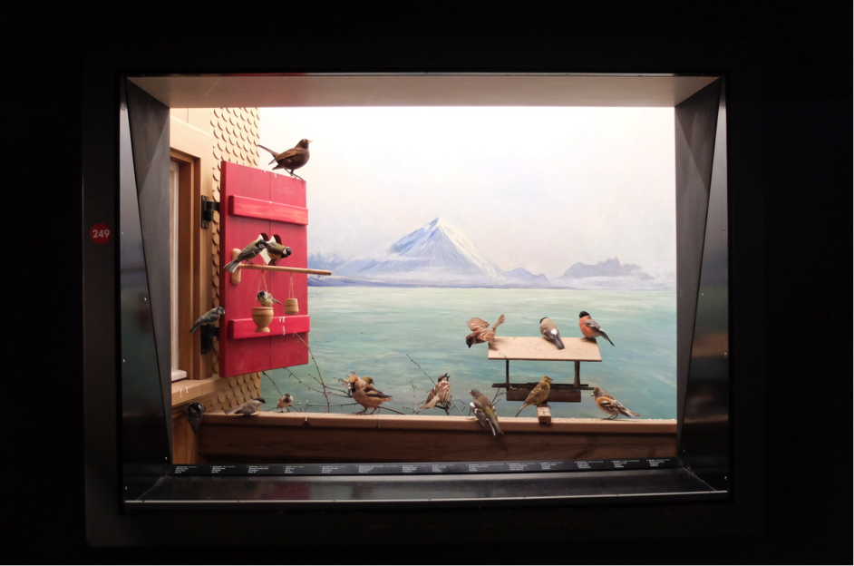 Diorama avec des oiseaux 4