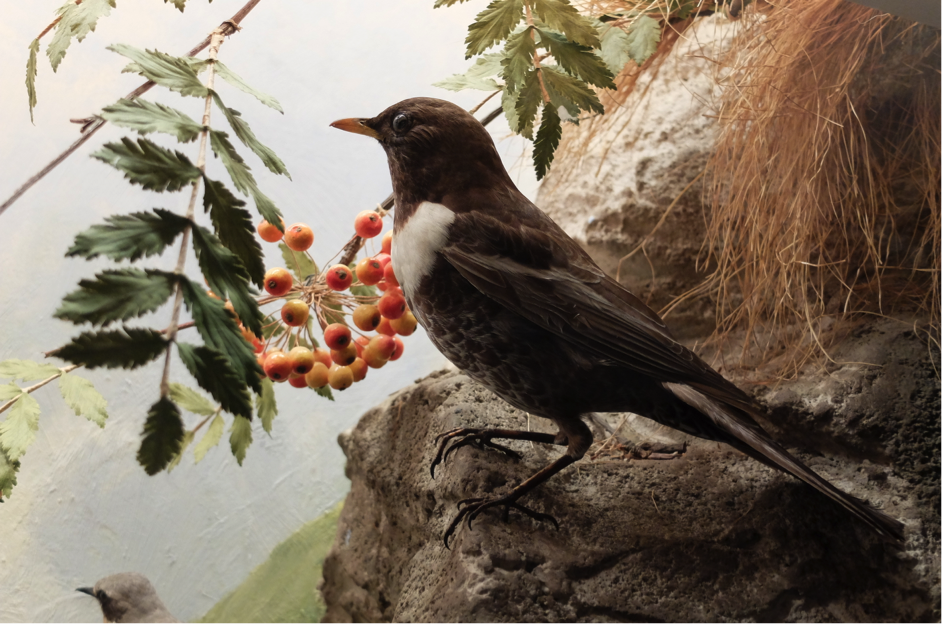 Diorama avec des oiseaux 6