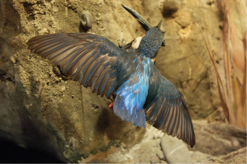 Diorama avec des oiseaux 9