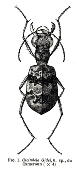 specimen
